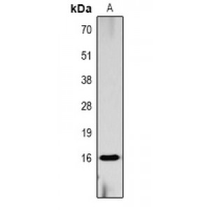 LifeSab™ Histone H3 (pT11) Rabbit pAb (50 µl)