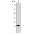 LifeSab™ Histone H3 (pT3) Rabbit pAb (50 µl)