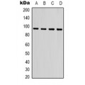 LifeSab™ IKB alpha Rabbit pAb (50 µl)