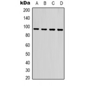 LifeSab™ IKB alpha Rabbit pAb (50 µl)