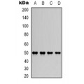 LifeSab™ Kv1.3 Rabbit pAb (50 µl)