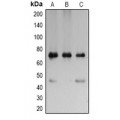 LifeSab™ LDHD Rabbit pAb (50 µl)