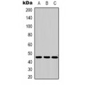 LifeSab™ Na+/K+-ATPase beta1 Rabbit pAb (50 µl)