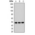 LifeSab™ SCRN2 Rabbit pAb (50 µl)