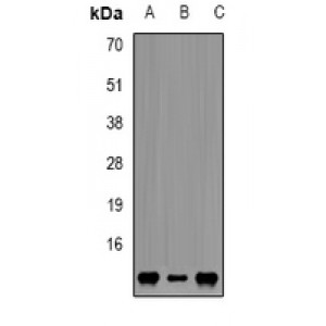 LifeSab™ FKBP12 Rabbit pAb (50 µl)