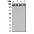 LifeSab™ Dynactin 1 Rabbit pAb (50 µl)