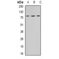 LifeSab™ OPTN Rabbit pAb (50 µl)