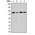 LifeSab™ EXT1 Rabbit pAb (50 µl)