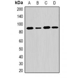 LifeSab™ EXT1 Rabbit pAb (50 µl)