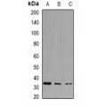 LifeSab™ PPA1 Rabbit pAb (50 µl)