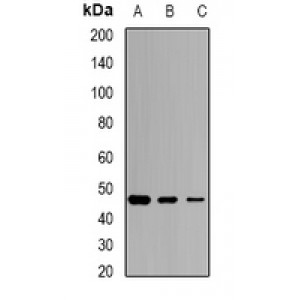 LifeSab™ SCCPDH Rabbit pAb (50 µl)