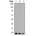 LifeSab™ Eppin Rabbit pAb (50 µl)