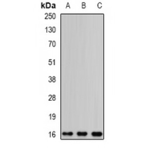 LifeSab™ EDF1 Rabbit pAb (50 µl)