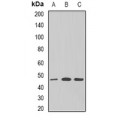 LifeSab™ GNAS Rabbit pAb (50 µl)