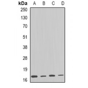 LifeSab™ ARF1 Rabbit pAb (50 µl)