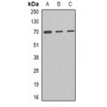 LifeSab™ MCMBP Rabbit pAb (50 µl)
