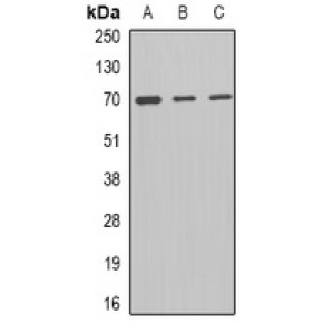 LifeSab™ MCMBP Rabbit pAb (50 µl)