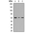 LifeSab™ OAT3 Rabbit pAb (50 µl)