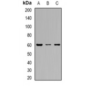 LifeSab™ OAT3 Rabbit pAb (50 µl)