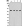 LifeSab™ AFAP1 Rabbit pAb (50 µl)