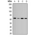 LifeSab™ SPE39 Rabbit pAb (50 µl)