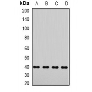 LifeSab™ LIC3 Rabbit pAb (50 µl)