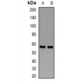 LifeSab™ PDZK1 Rabbit pAb (50 µl)