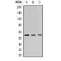 LifeSab™ BPI Rabbit pAb (50 µl)