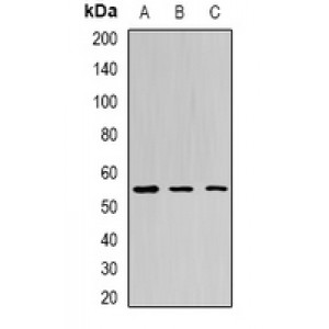 LifeSab™ BPI Rabbit pAb (50 µl)