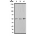LifeSab™ DHCR24 Rabbit pAb (50 µl)