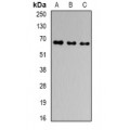 LifeSab™ GNAS Rabbit pAb (50 µl)