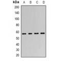 LifeSab™ LSF Rabbit pAb (50 µl)