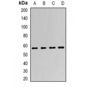 LifeSab™ LSF Rabbit pAb (50 µl)