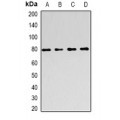 LifeSab™ FOXP2 Rabbit pAb (50 µl)