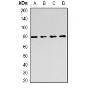 LifeSab™ FOXP2 Rabbit pAb (50 µl)