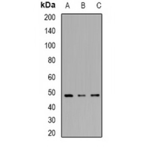 LifeSab™ IRF8 Rabbit pAb (50 µl)