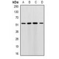 LifeSab™ RMDN3 Rabbit pAb (50 µl)