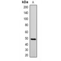 LifeSab™ PRMT2 Rabbit pAb (50 µl)