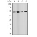 LifeSab™ PRODH Rabbit pAb (50 µl)
