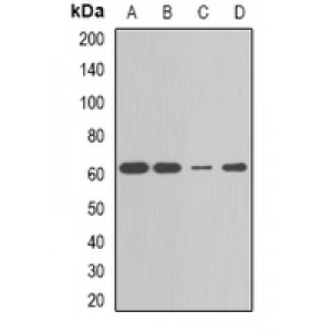 LifeSab™ CBX4 Rabbit pAb (50 µl)