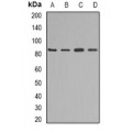 LifeSab™ KAO Rabbit pAb (50 µl)