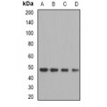 LifeSab™ OXA1L Rabbit pAb (50 µl)