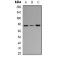 LifeSab™ ArgRS Rabbit pAb (50 µl)