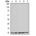 LifeSab™ Uev1A Rabbit pAb (50 µl)