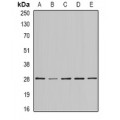 LifeSab™ BAP29 Rabbit pAb (50 µl)
