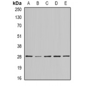 LifeSab™ BAP29 Rabbit pAb (50 µl)