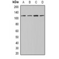 LifeSab™ INTS4 Rabbit pAb (50 µl)