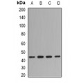 LifeSab™ FMOD Rabbit pAb (50 µl)