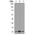 LifeSab™ GRP Rabbit pAb (50 µl)