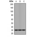 LifeSab™ KLK10 Rabbit pAb (50 µl)